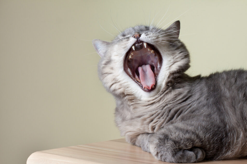 A cat yawning while laying down on a table