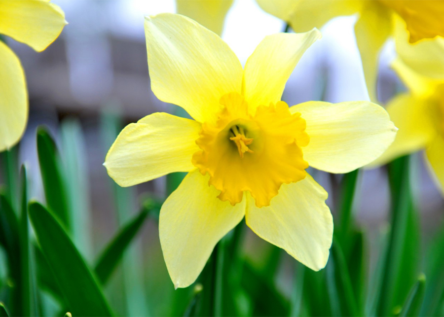 Do daffodils have a strong smell?