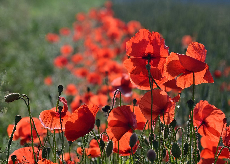 Poppies: Versatile and Beautiful