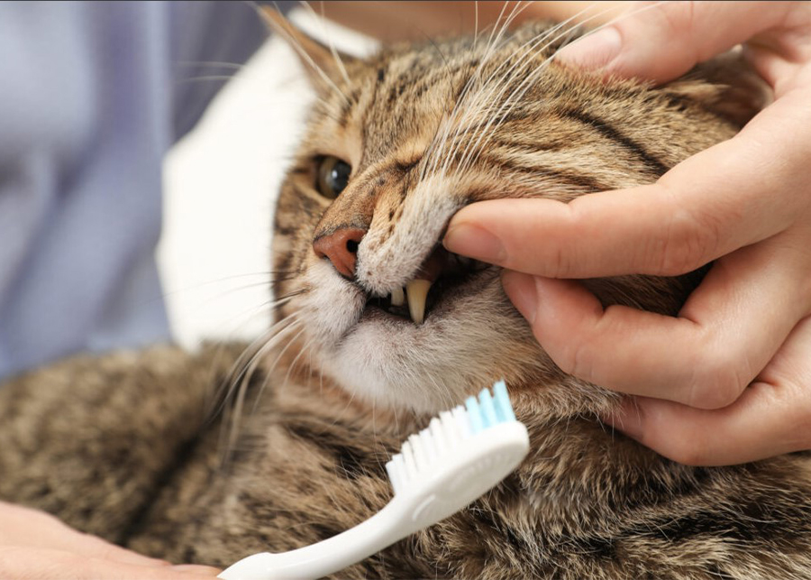 Do I really need to get my cat's teeth cleaned?