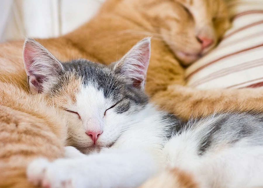 Do cats sleep with you to protect you?