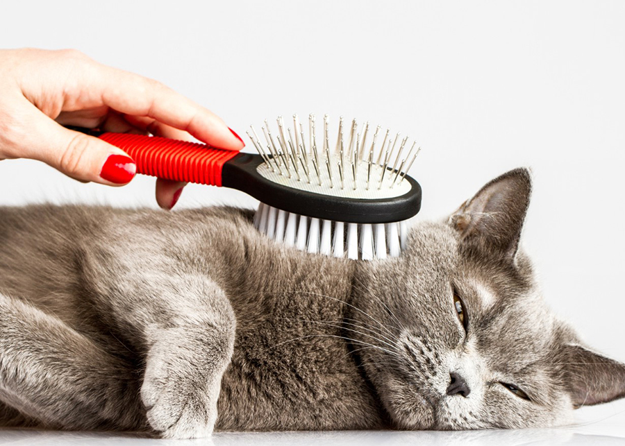 Is it OK to shave a long-haired cat?