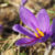 Can you collect saffron from crocuses?