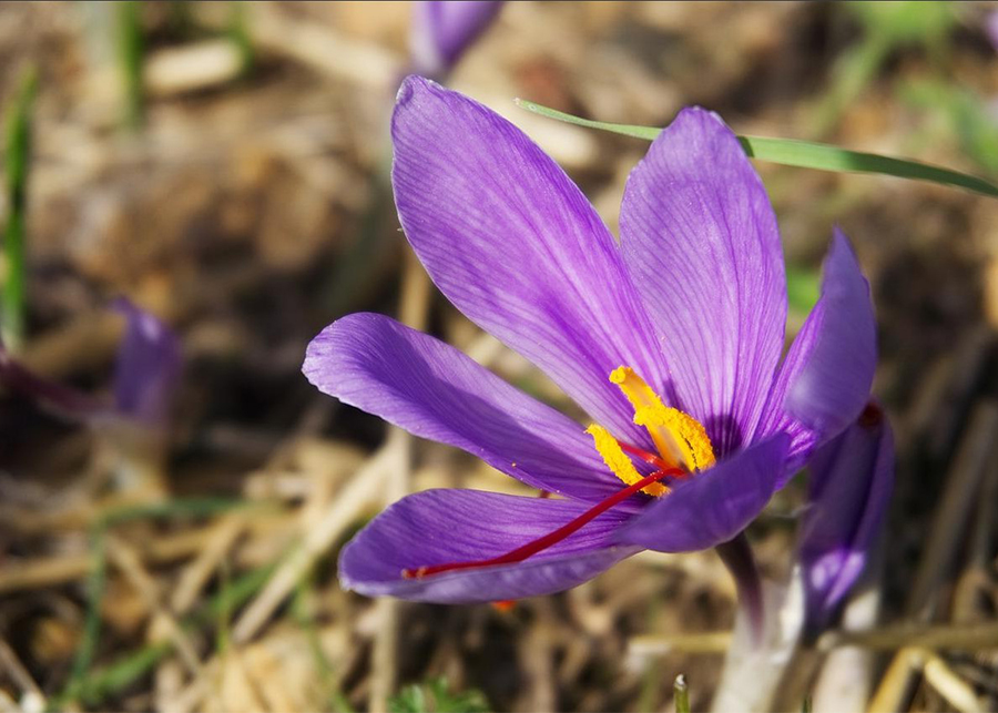 Can you collect saffron from crocuses?