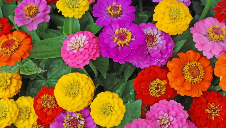 How do you take care of a zinnia plant?