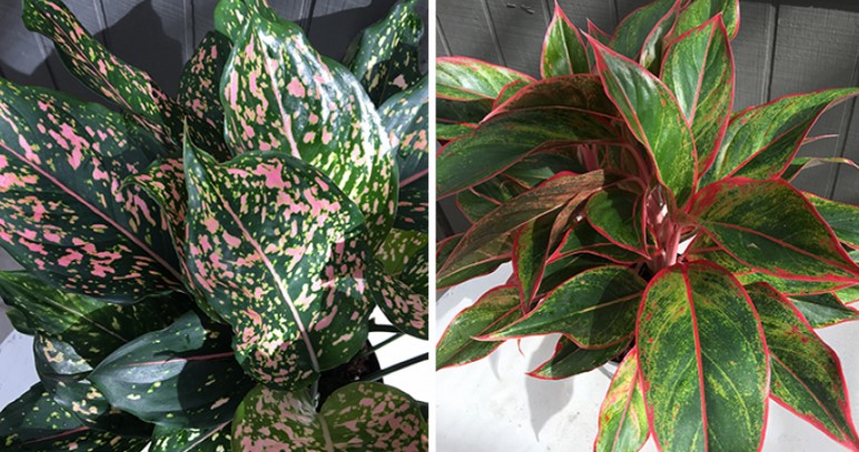 What Aglaonema are rare?