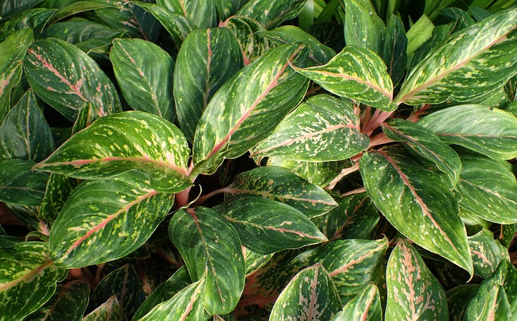 The Most Beautiful Aglaonema