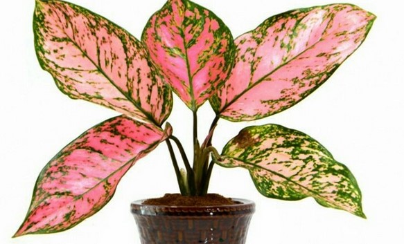 Is pink Aglaonema rare?